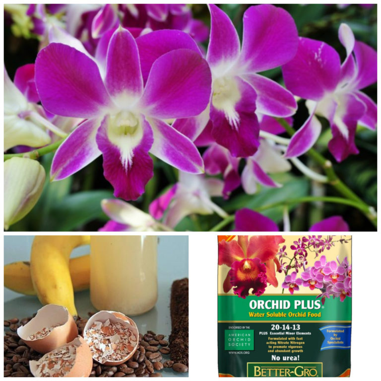 vitaminas para orquideas